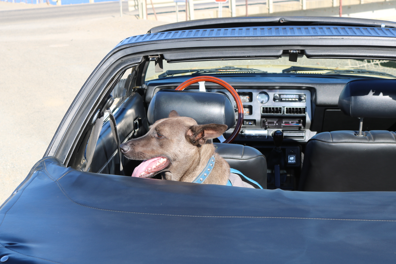 Illustration for article titled Harris Ranch C&C, Toby, and Sunchaser photodump